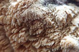 Attēlu rezultāti vaicājumam “Hyphodontia barba-jovis”