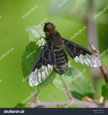 Attēlu rezultāti vaicājumam “Hemipenthes morio”