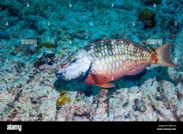 Image result for Sparisoma viride