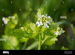 Attēlu rezultāti vaicājumam “Alliaria petiolata flower”