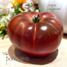 Afbeeldingsresultaat voor black elephant tomato