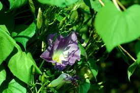 Image result for Prunkwinde