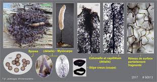 Attēlu rezultāti vaicājumam “Stemonitopsis sp.”