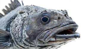 Image result for Anarhichas minor