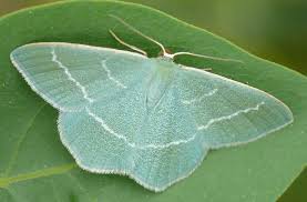 Attēlu rezultāti vaicājumam “Chlorissa viridata”