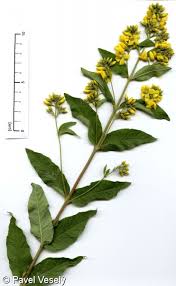 Attēlu rezultāti vaicājumam “Lysimachia vulgaris”