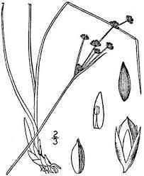 Attēlu rezultāti vaicājumam “Juncus alpinoarticulatus leaf”