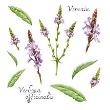 Image result for Verbena officinalis