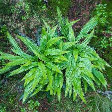Attēlu rezultāti vaicājumam “Blechnum spicant”