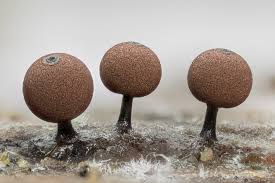 Attēlu rezultāti vaicājumam “Comatricha pulchella stalked”