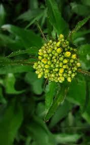 Attēlu rezultāti vaicājumam “Bunias orientalis flower”