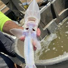 Image result for Scaphirhynchus platorynchus