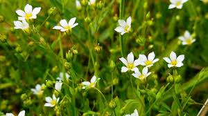 Attēlu rezultāti vaicājumam “Linum catharticum flower”