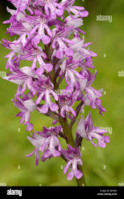 Attēlu rezultāti vaicājumam “Orchis militaris flower”