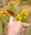 Butterfly Pictures