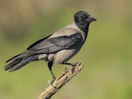 Attēlu rezultāti vaicājumam “Corvus cornix adult”