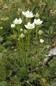Attēlu rezultāti vaicājumam “Parnassia palustris fruit”