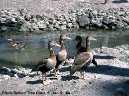 Attēlu rezultāti vaicājumam “Anseriformes”