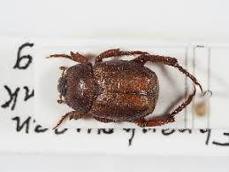 Attēlu rezultāti vaicājumam “Hoplia parvula”