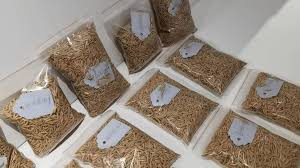 Image result for 春粒