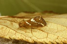 Attēlu rezultāti vaicājumam “Phymatopus hecta”