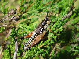 Attēlu rezultāti vaicājumam “Podisma pedestris”