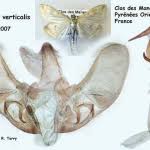 Attēlu rezultāti vaicājumam “Sitochroa verticalis”