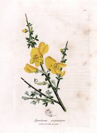 Image result for Cytisus scoparius