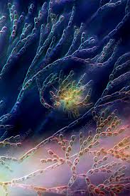 Attēlu rezultāti vaicājumam “Batrachospermum moniliforme”