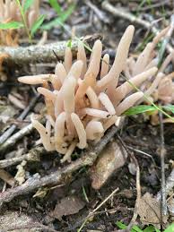 Attēlu rezultāti vaicājumam “Clavaria fumosa”