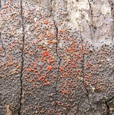 Attēlu rezultāti vaicājumam “Nectria episphaeria”