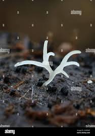 Attēlu rezultāti vaicājumam “Lentaria sp.”