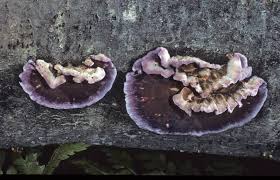 Attēlu rezultāti vaicājumam “Chondrostereum purpureum”