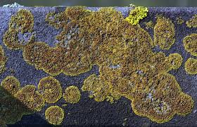 Attēlu rezultāti vaicājumam “Caloplaca saxicola”