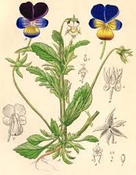 Attēlu rezultāti vaicājumam “Viola tricolor leaf”