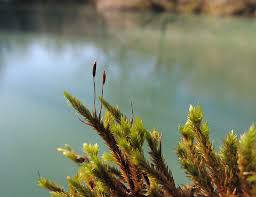 Attēlu rezultāti vaicājumam “Leucodon sciuroides”