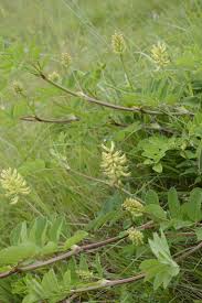 Attēlu rezultāti vaicājumam “Astragalus glycyphyllos”
