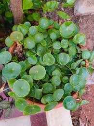 Attēlu rezultāti vaicājumam “Hydrocotyle vulgaris”