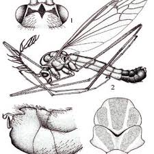 Attēlu rezultāti vaicājumam “Dictenidia bimaculata male”