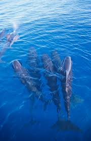 Image result for Globicephala melas