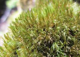 Attēlu rezultāti vaicājumam “Dicranum flagellare”