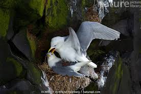 Attēlu rezultāti vaicājumam “Rissa tridactyla nest”