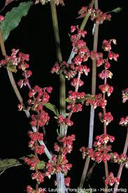 Image result for Rumex sanguineum