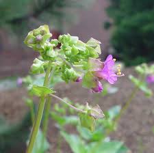 Attēlu rezultāti vaicājumam “Viola mirabilis flower”