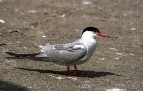 Attēlu rezultāti vaicājumam “Sterna hirundo”