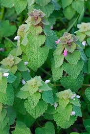 Attēlu rezultāti vaicājumam “Lamium purpureum leaf”