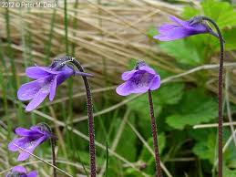 Attēlu rezultāti vaicājumam “Pinguicula vulgaris”