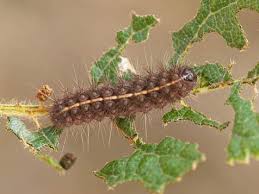 Attēlu rezultāti vaicājumam “Nola aerugula”