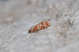 Attēlu rezultāti vaicājumam “Rhyacionia pinicolana”