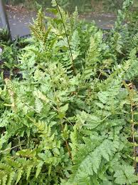 Attēlu rezultāti vaicājumam “Dryopteris cristata”